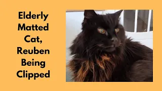 Matted Cat Being Clipped