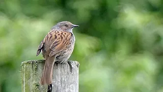 June Birding Trip To Langford Lakes | Birds, Bird Calls and Nature Sounds