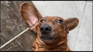 Mini dachshund tired to get up