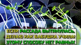 Если РАССАДА вытянулась, делаю как БАБУШКА учила! Советский способ, проверенный временем. Делюсь