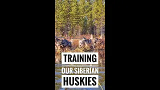 Training our Siberian Huskies
