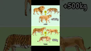 🦁Lion और Tiger से भी विशाल हैं Ligers😲! By Wild Adventures