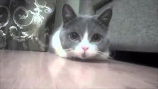 Ржака! Смешные коты и кошки , подборка) Funny Cats Compilation Funny Cat Videos Ever Part 1