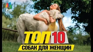 Топ 10 пород собак для женщин | Top 10 dog breeds for women