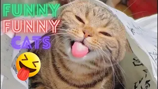 Funny Cat Videos Try Not To Laugh 😂 Funny Cat Video Compilation😹 World's Funniest Cat Videos 😺Part39