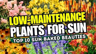 🔥🌼 SUN-BAKED BEAUTIES! 10 Low-Maintenance Plants That Thrive in Full Sun 🌞