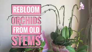 How to: Rebloom orchids from old stems