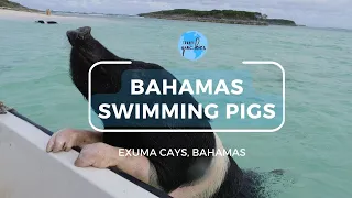 Swimming Pigs of Exuma Cays, Bahamas