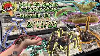 Show Me Reptile & Exotics Show! | Knoxville, TN | 2/11/23