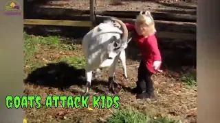 Goats headbutting babies and kids | kids vs goats