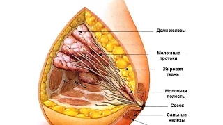 Как восстановить грудь после кормления за 15 минут в день в домашних условиях?