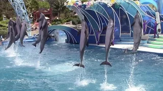 Dolphin Days at SeaWorld San Diego 4-7-15