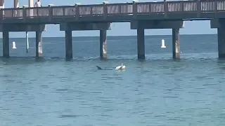 Shark in Clearwater beach , Florida.