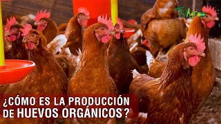 Cómo es la producción de huevos orgánicos - TvAgro por Juan Gonzalo Angel Restrepo