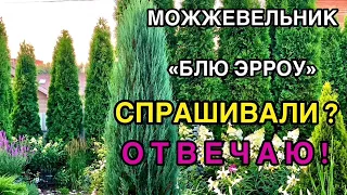 🌲Можжевельник скальный «Блю Эрроу»❓ВОПРОС-ОТВЕТ✅ Посадка/Уход/Укрытие на зиму/Почва/