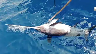 Day 2. West Philippine Sea. 65 kilos Blue Marlin