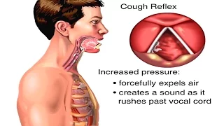 How Cough Forms in Human Body Animation - How Coughing Works Video - Mechanism of Cough Reflex