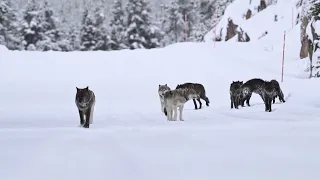 Yellowstone's Wapiti Lake wolf pack