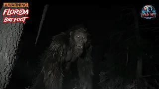 10 Real Skunk Ape Sightings: Florida's Big Foot