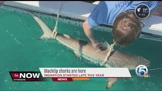 Blacktip sharks are here