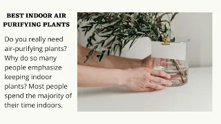 Top 4 Air Purifying Plants for your Indoors