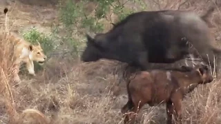 Battle Between Lions & a Buffalo With Calf