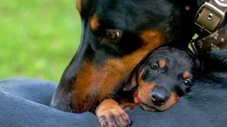 Mother Dogs Protecting Their Babies Compilation