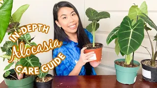 HOW TO CARE FOR AN ALOCASIA! My Comprehensive Alocasia Care Guide