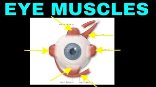 Eye Muscle Anatomy