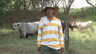 Ganadería Trópico seco   Blanco Orejinegro, Brangus y Colosuana