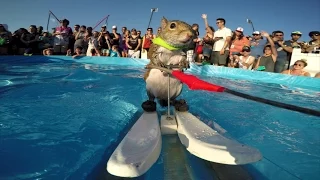 GoPro: Twiggy the Waterskiing Squirrel