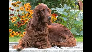 The Irish Setter - Irish Setters UK & Ireland