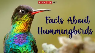 Hummingbird Facts And More About The Smallest Bird Species