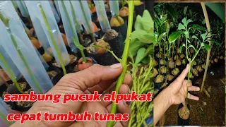 sambung alpukat cepat tumbuh tunas