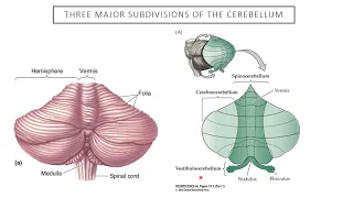 Introduction to Neuroscience 2: Lecture 10, Cerebellum