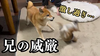 【クセ強柴犬】多頭飼い開始、約１週間の兄弟の様子