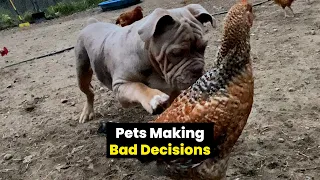 Pets Making Hilariously Bad Decisions