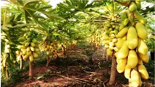 Awesome Papaya cultivation Technology - How to Grow and Harvesting Papaya