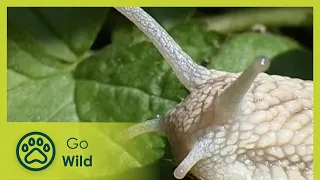 Snails - Fantastic Creatures - Go Wild