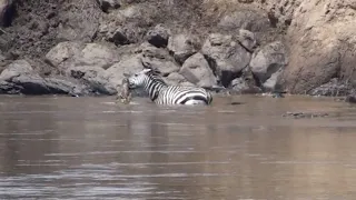 Massive Crocodile grabs zebras