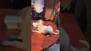 Gulki Playing with Puppy