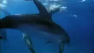 Putnam IMAX - Dolphins