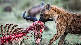 15 Ruthless Moments of Hyenas in Action