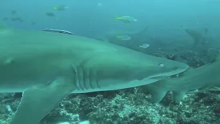 Diving with Sharks