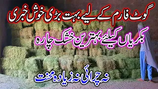 Alfalfa Hay Now Available || Alfalfa Hay in Pakistan ||  A Plus Quality Alfalfa hay - 0340 4325922