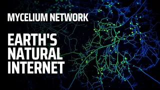 Mycelium Network - Earth's Natural Mushroom Internet