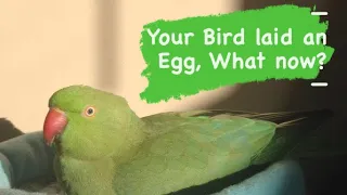 YOUR BIRD LAID AN EGG, WHAT NOW? What causes egg laying, what to do about it and how to prevent it.