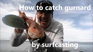 How to catch Gurnard - NZ Surfcasting