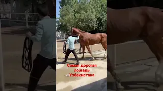 Самая дорогая лошадь Узбекистана