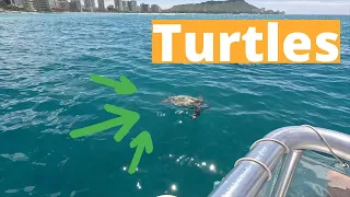 Best VALUE Snorkel Tour with Turtles | OAHU